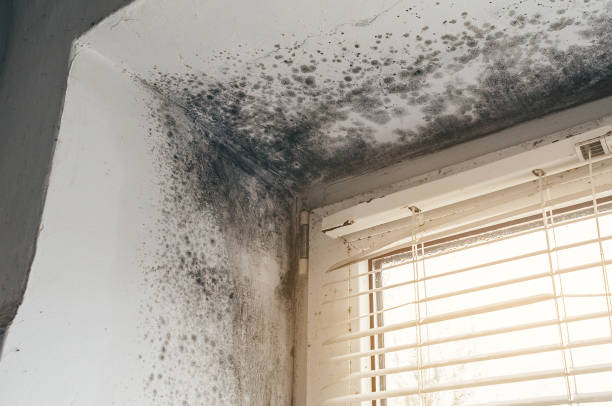 Affordable Mold Remediation solutions in Haledon, NJ